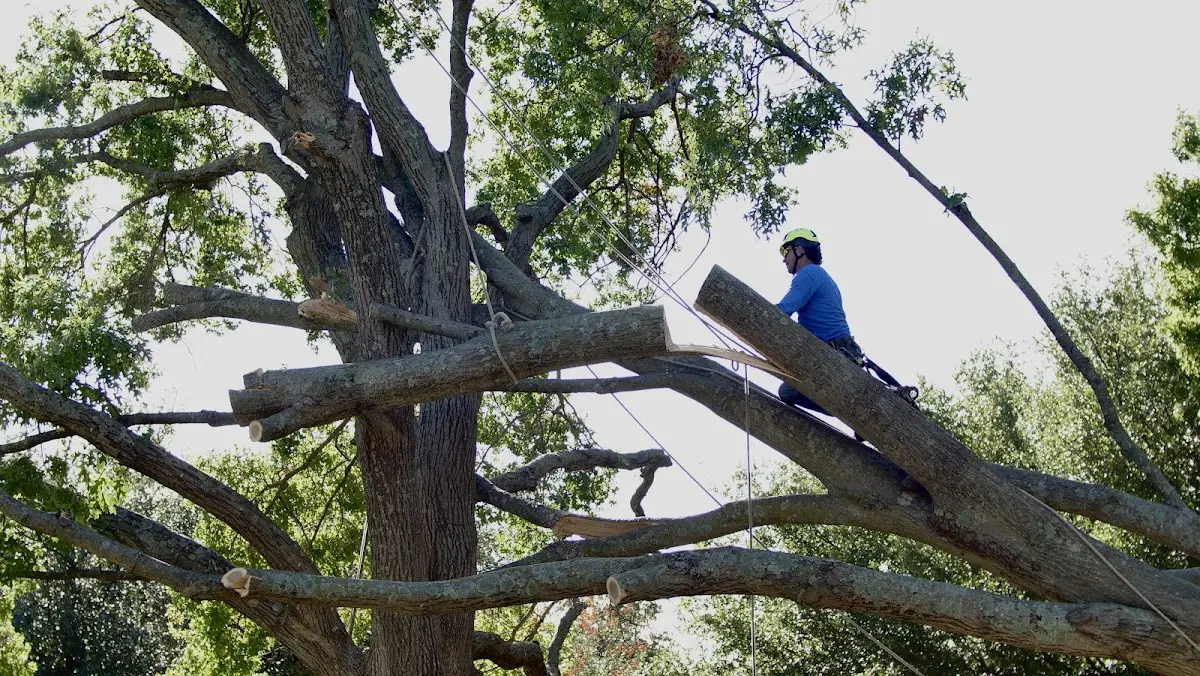 Professional Hazardous Tree Removal performed by certified arborists in Lansing