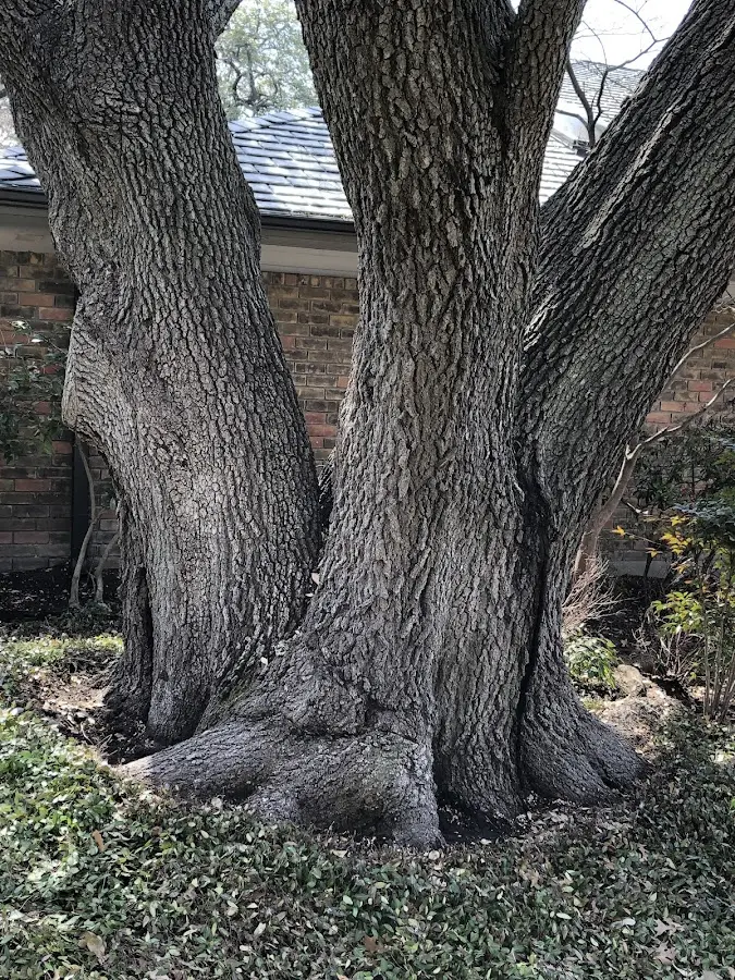 Mature heritage tree close to a Lansing property cared for by certified arborists